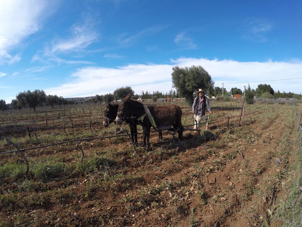 Ryad De Vignes " Le Val D'Argan " Ounara Exterior foto