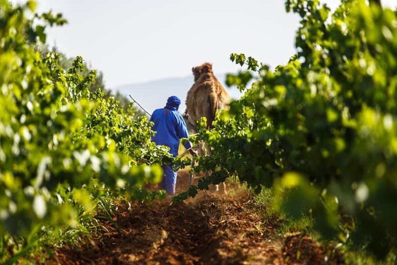 Ryad De Vignes " Le Val D'Argan " Ounara Exterior foto