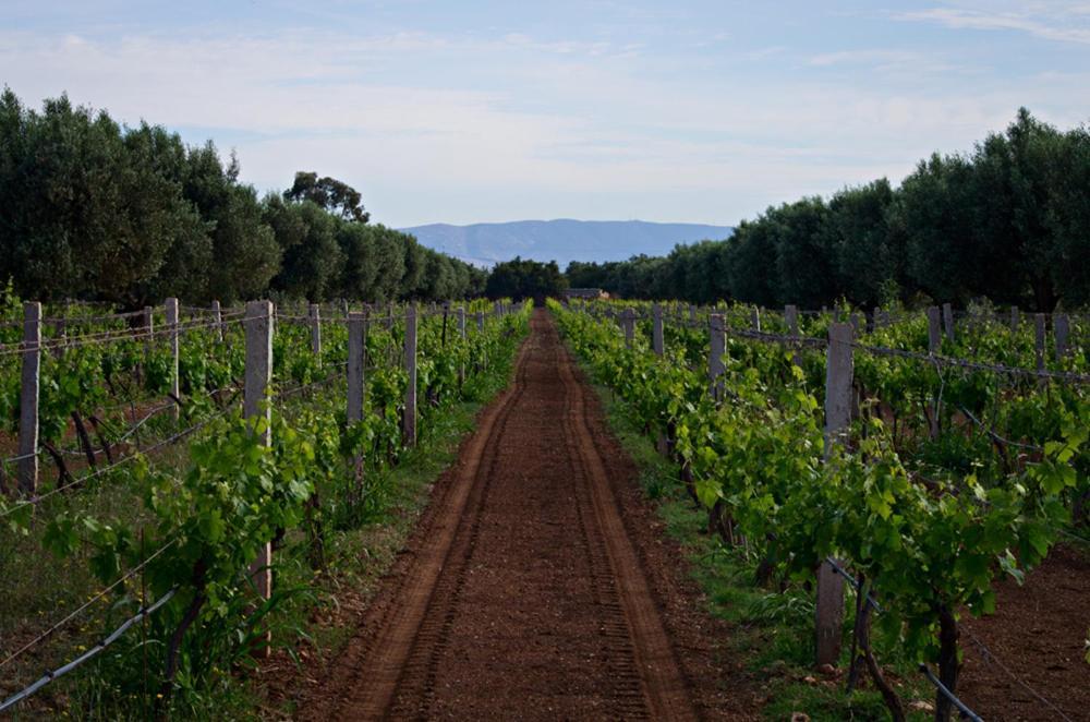 Ryad De Vignes " Le Val D'Argan " Ounara Exterior foto